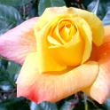 rose 2 cropped